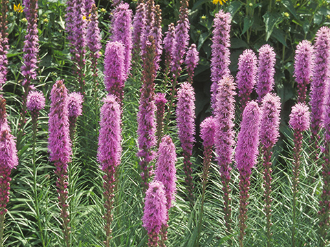 Liatris pycnostachya